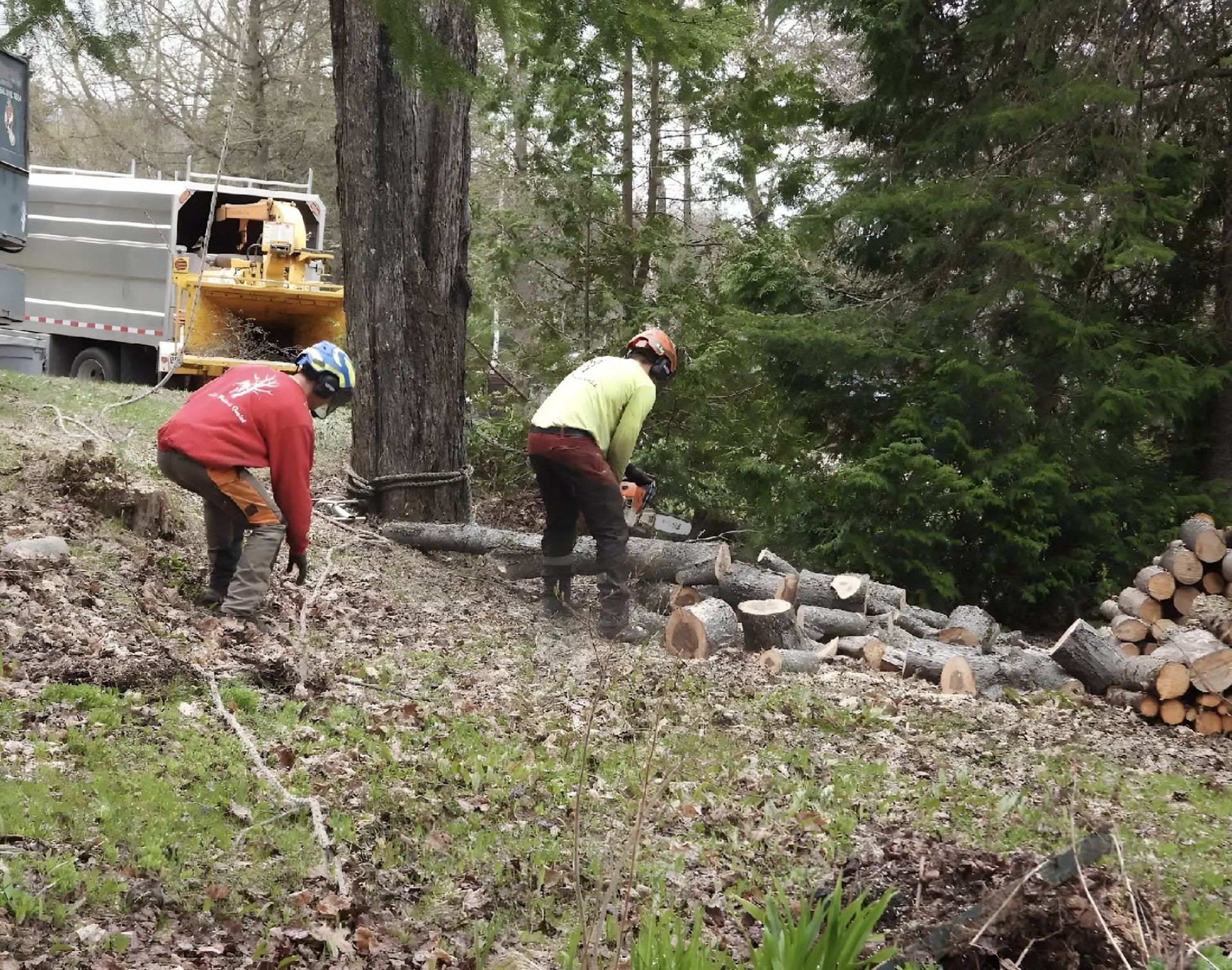 Intervention de Arbo-Tech Lanaudière
